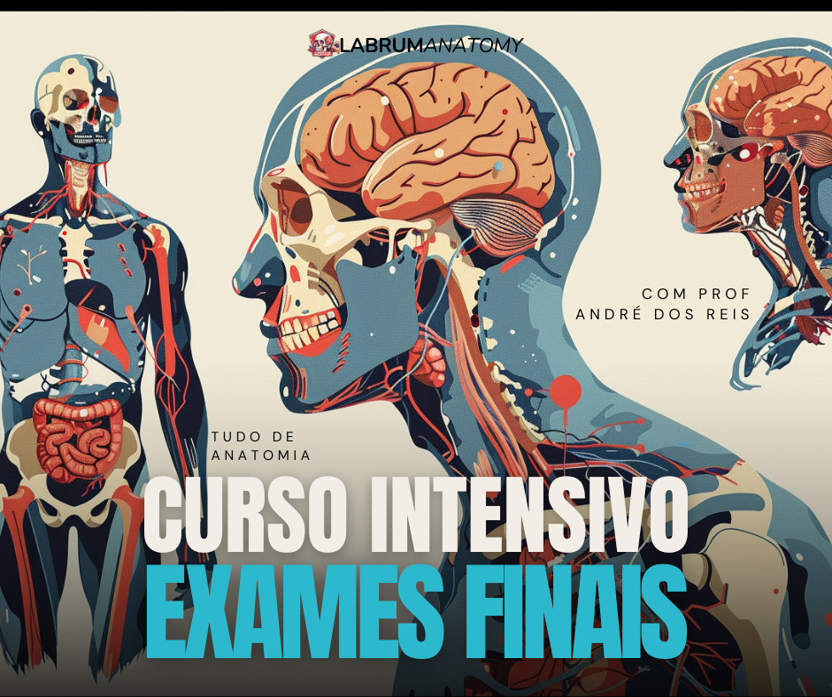 curso efi anatomia