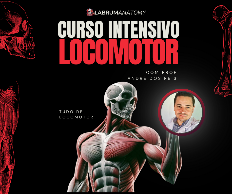 curso intensivo sistema locomotor